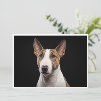 Convite Miniature Bull Terrier isolado em fundo preto