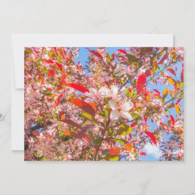 Convite Natureza floresce flores luz brilha sol (Frente)