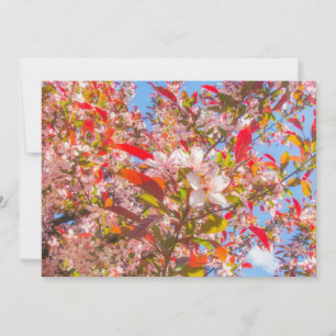 Convite Natureza floresce flores luz brilha sol