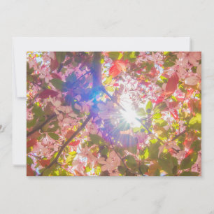 Convite Natureza floresce flores luz brilha sol