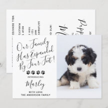 Novo Chá Pet Dog Puppy