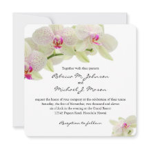 Orquídeas bonitas do rosa branco e quente