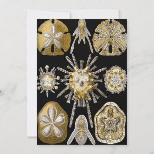 Convite Ouriços-do-mar Vintage Dólares da Areia por Ernst 