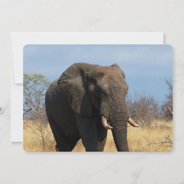 Convite Pachyderm (Frente)