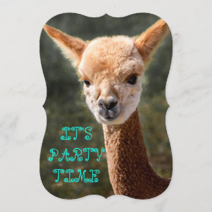 Convite para Alpaca