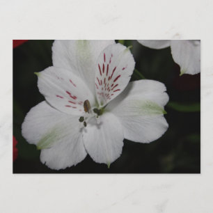 Convite para Alstroemeria Branca