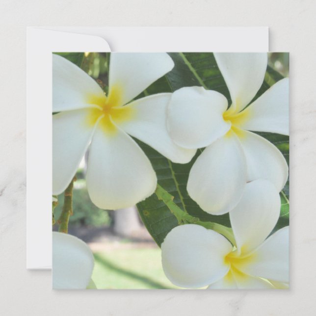 Convite Para Casamento De Plumeria Havaiana (Frente)