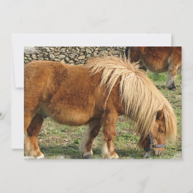 Convite para Cavalo de Castanha (Frente)