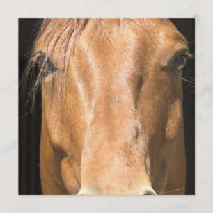 Convite para Cavalo de Castanha