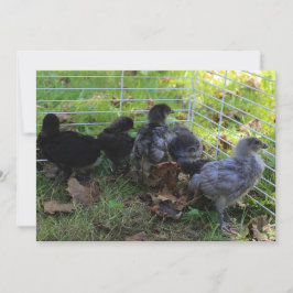 Convite Para cima - Bumbum de frango