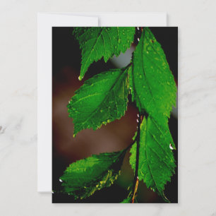 Convite para Folhas de Amêndoa