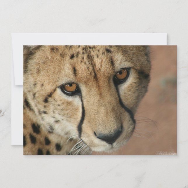 Convite para gatos (Frente)