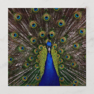 Convite para GRADUAÇÃO de Pavões Orgulhosos