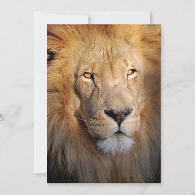 Convite para Imagens Lion (Frente)