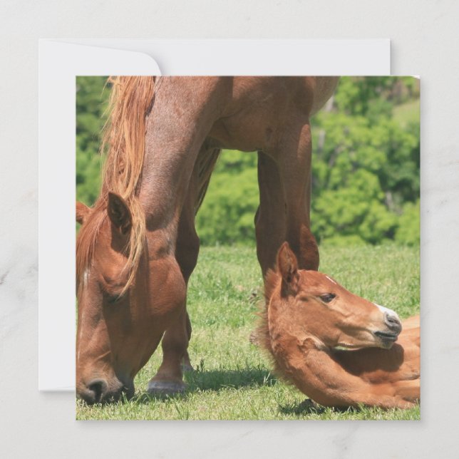 Convite para Mare e Colt (Frente)