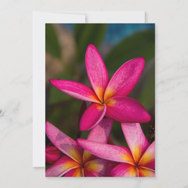 Convite para plumeria de flores exóticas (Frente)