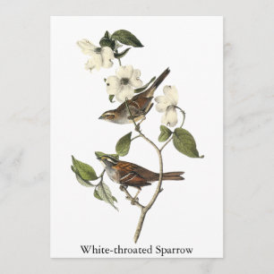Convite pardal Branco-throated - John Audubon
