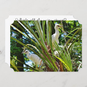 Convite Pássaros bebês