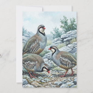 Convite Perdiz-grega, Alectoris Graeca Aves de Caça