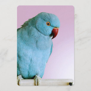 Convite Periquito do Anel Azul com Nariz Vermelho