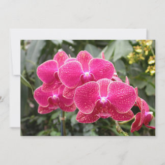 Convite Phaleonopse Rosa