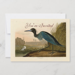 Convite Pintura de Heron Audubon com Crane Azul