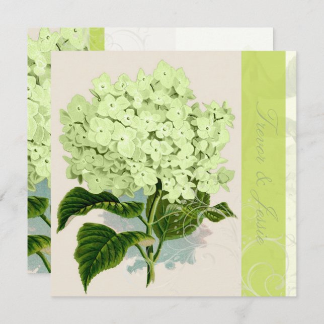 Convite PixDezines Hydrangea verde da safra (Frente/Verso)
