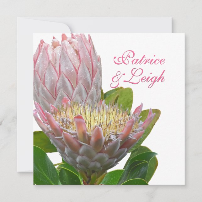 Convite PixDezines Maui protea fresca rosa pálido/escuro (Frente)