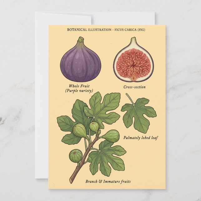 Convite Planche Botanique Figue Ficus Carica  (Frente)