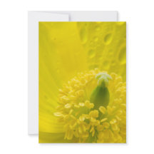 Poppy amarelo oriental