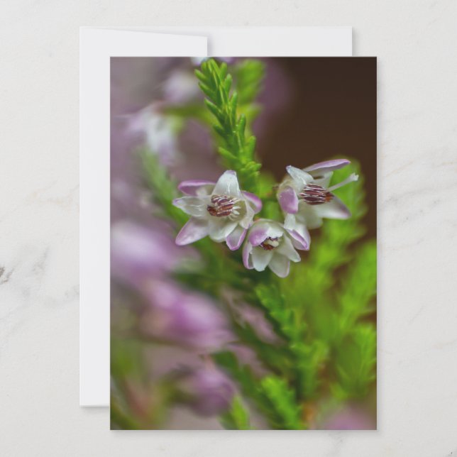 Convite Púrpura de flor de Primavera de Heather (Frente)