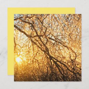 Convite ramos de gelo no pôr do sol