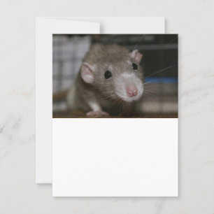 Convite Rato curioso