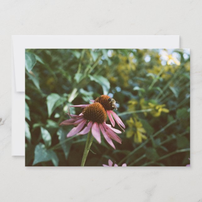 Convite Reimpressão de Foto de Abelha e Coneflower (Frente)