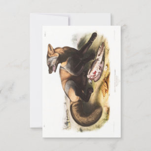 Convite Retrato CroFox Americano Audubon