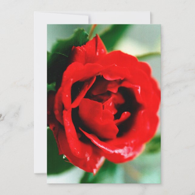 Convite Rosa Vermelha com Gotículas de Orvalho  (Frente)