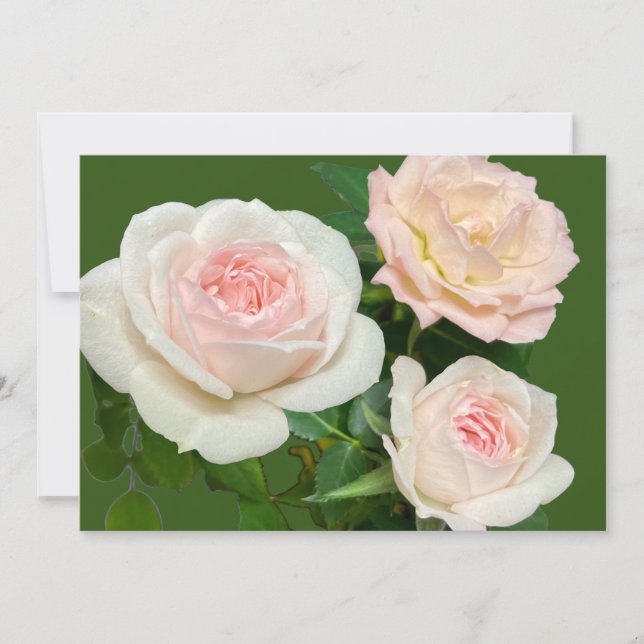 Convite Rosas brancas românticas rosadas (Frente)