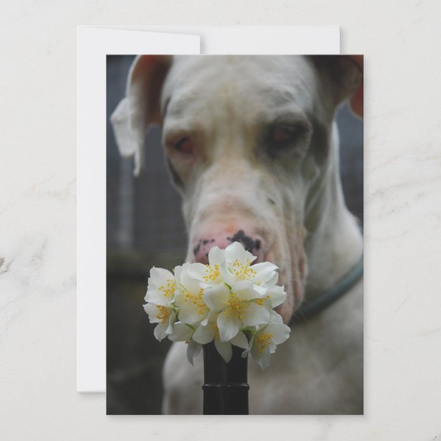 Convite Salvar a data: novo litter esperado (Frente)