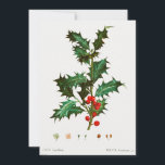 Convite Santa Holly Natal<br><div class="desc">Santa Holly Natal</div>