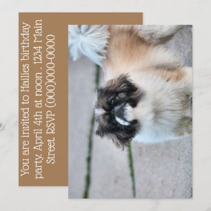 Convite Shih Tzu