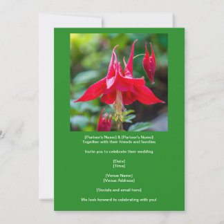 Convite Spring Red Columbine Native Flower on Green 