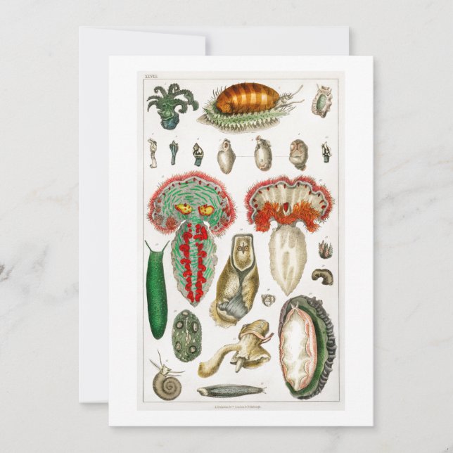 Convite Tentáculos octopus Tentativas (Frente)