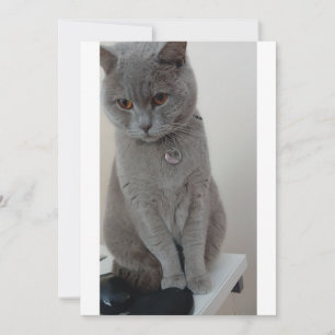 Convite teste de gato