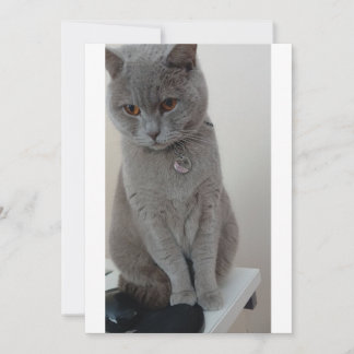 Convite teste de gato