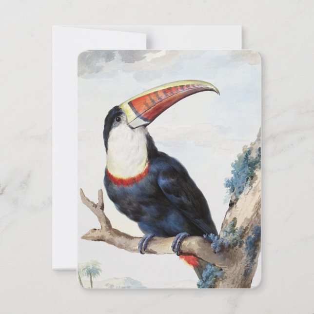 Convite Toucan (1748) de Aert Schouman (Frente)