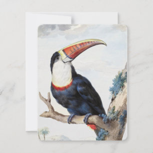 Convite Toucan (1748) de Aert Schouman