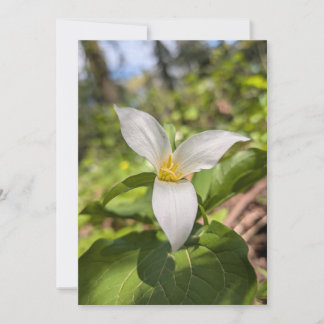 Convite Trílio Branco Flor Silvestre em Floresta Iluminada