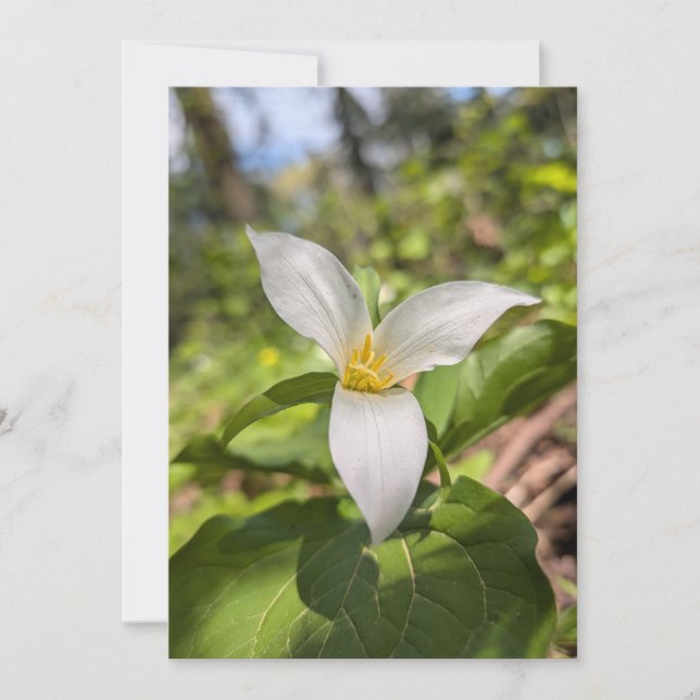 Convite Trílio Branco Flor Silvestre em Floresta Iluminada (Frente)