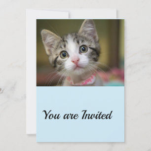 Convite Um gatinho fofo com olhos verdes