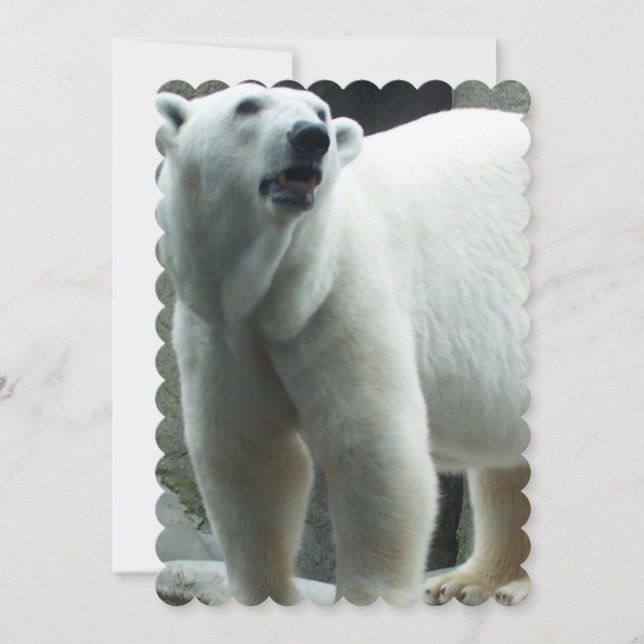 Convite Urso Polar Branco (Frente)